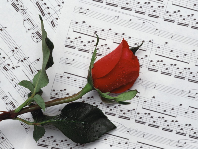 flower, sound, arts culture and entertainment, treble Clef, musical Note, paper, music, close-up, sheet Music, still life, drop, rose, wellbeing, healthy eating