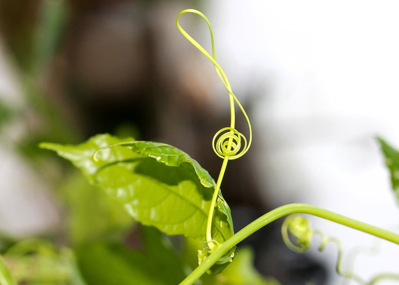 plant part, beauty in nature, selective focus, violin key, outdoors, food and drink, freshness, nature, no people, 1080P, food, agriculture, vegetable