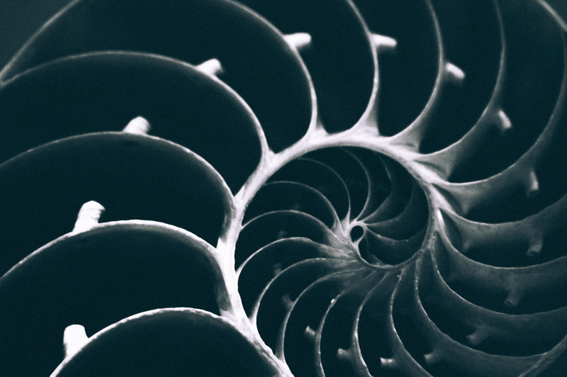 infinit, shape, nautical, full frame, abundance, relax, patern, black background, spiral, black and white, science, 5K, sea, arrangement, life, backgrounds