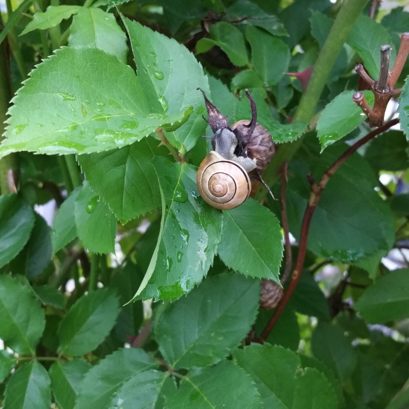 growth, snigelhus, shell, green color, plant, rose petals, spiral, animals in the wild, one animal, snail, gastropod, animal themes, close-up, no people