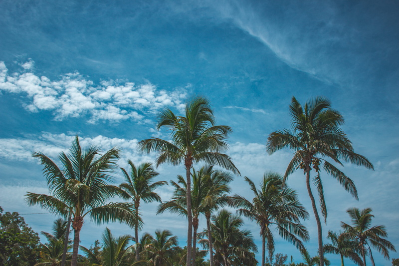 outdoors, cloud - sky, growth, coconut palm tree, nature, tranquility, treetop, beach, tree, plant, beauty in nature, palm leaf, leaf, scenics - nature