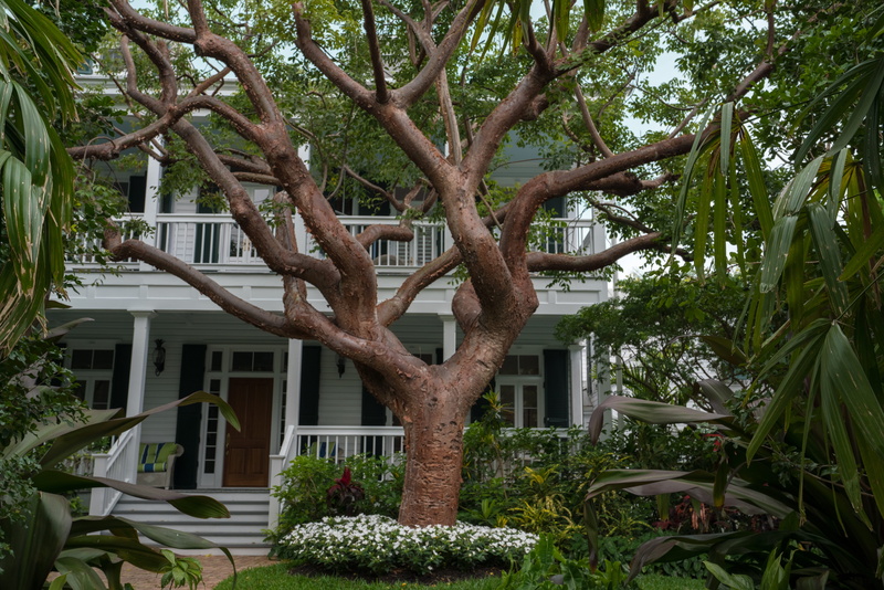 camera, tree, plant, building, outdoors, florida, united states, tree trunk, front or back yard, beauty in nature, key west, nature, day, 8K, sony a7riii