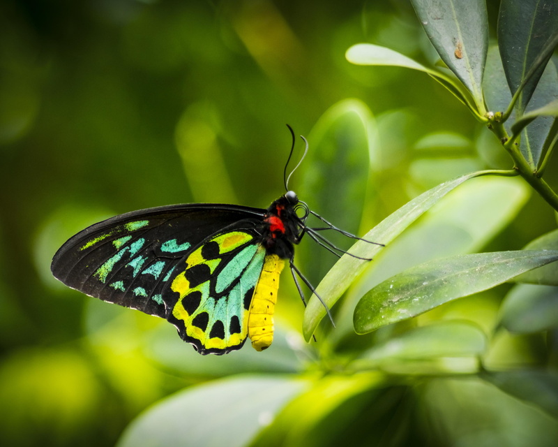 leaf, green, yellow  green, Moth butterfly, florida, titan, butterfly, perches, green leaf, key  west, Ornithoptera, birdwing  butterfly, birdwing, goliath  birdwing