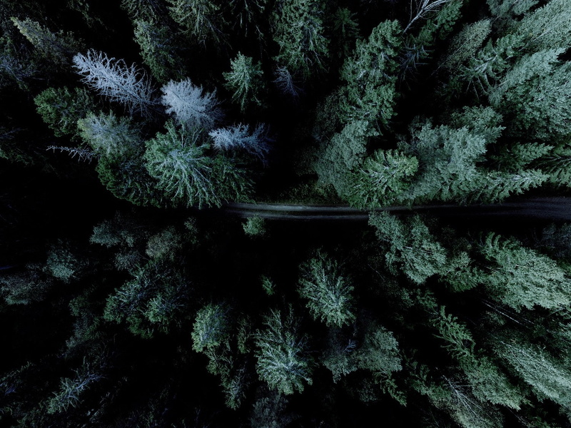 forest, road, 720P, aerial view, drone