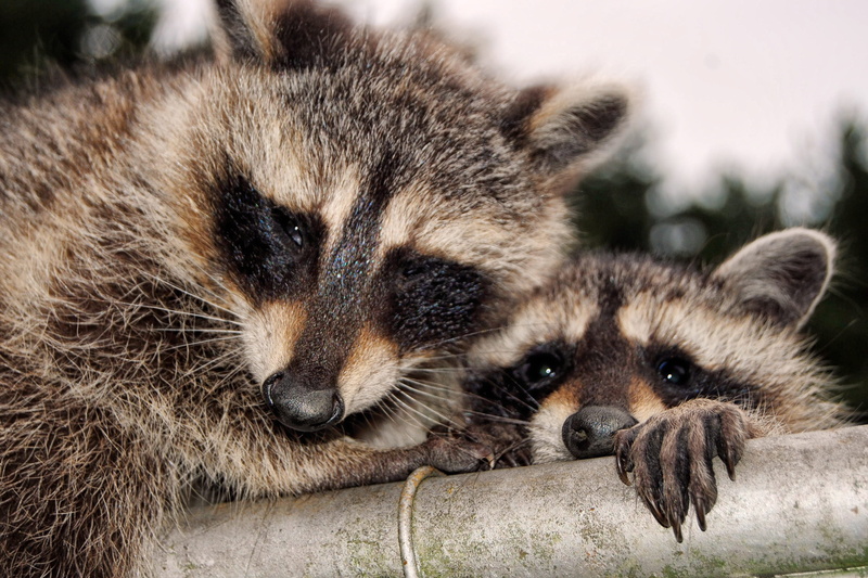 tube, animals in the wild, mammal, vertebrate, relaxation, whisker, lying down, animal wildlife, metal, 2K, hanging on, hanging, feline, closeup, Raccoons