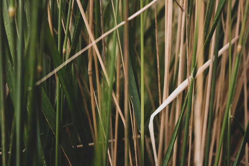 tall grasses, background, 5K, fall, outdoors, close-up, flora, agriculture, gold, summer, tranquility, selective focus, green color, beige, tan