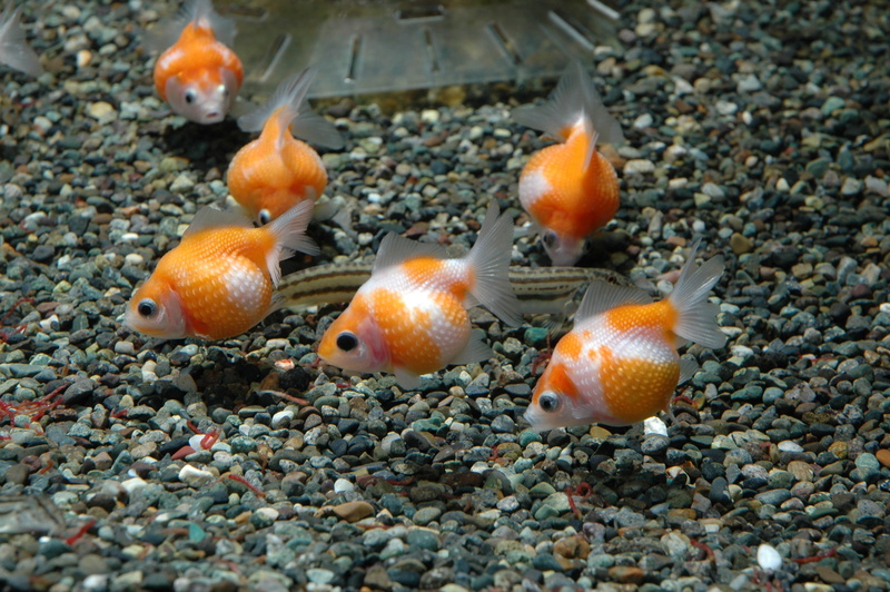 animals in the wild, sea, animal wildlife, close-up, pebble, Fish, large group of animals, Goldfish, underwater, Ping-Pong, marine, sea life, animal, orange color