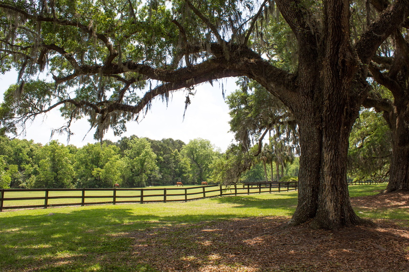 beauty in nature, historical, fence, grass, tree trunk, moss, ancient oaks, outdoor, field, landscape, nature landscape, sunlight, forest landscape, nature