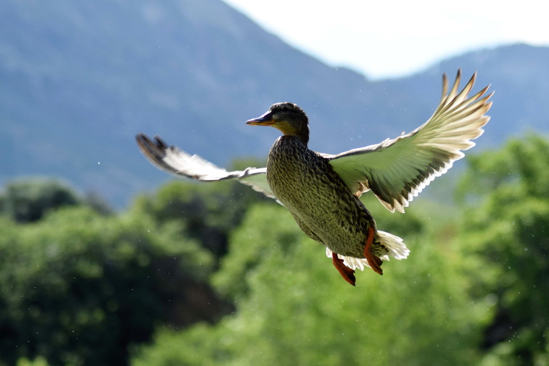 nature, no people, animal themes, hunting, spring, animal wildlife, 4K, animal, vertebrate, feather, wild, flying, full length, animals in the wild, water