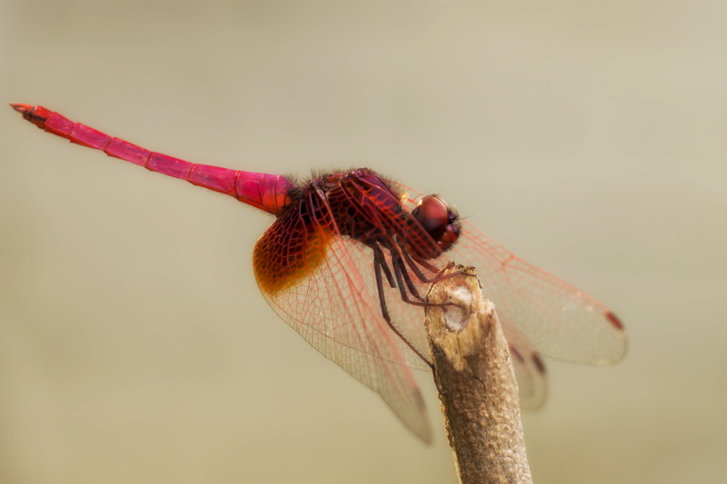 cut, Extension Tube, Insect, 2K, dragonfly, Outdoor, closeup photography, flame, brown, darner, stick, photography, macro, sel55210, perched, closeup