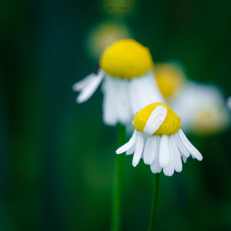 sony  a6000, green Color, up, petal, 1080P, daisy, springtime, white, nature, beauty In Nature, close-up, yellow, white daisy, After the Storm, flower