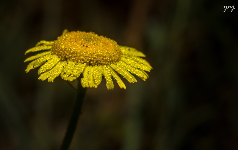 closeup, drops, plant, daisy, petaled, meadow, 2K, flower, bellows, summer, tubes, extension, flower  Flower, Studded, budget, Dew, yellow, early-morning