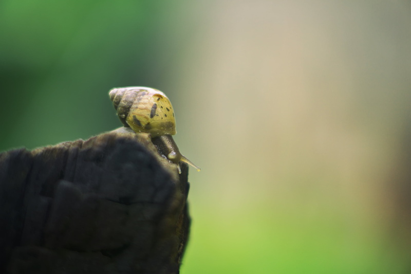wildlife, close-up, sel50f18, Outdoor, photography, animal planet, 2K, rock, shallow focus, On the edge, Extension Tube, animal, shallow, slimy, focus