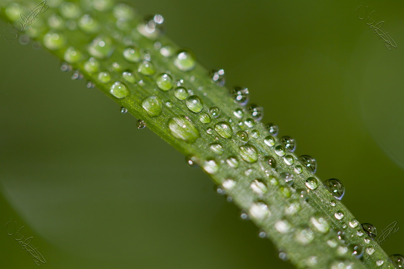 Peterborough, summer, springtime, Valentine, water, dew, raindrop, 5K, Manic, Raindrops, nature, beads, UK, USM, Grass, photography, beauty In Nature