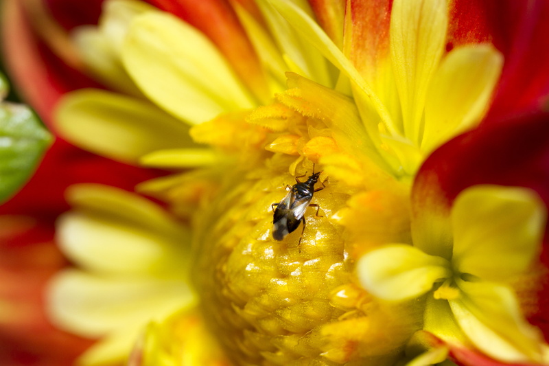 Wallpaper ID: 1518225 / plant, macro photography, USM, perching, shield ...