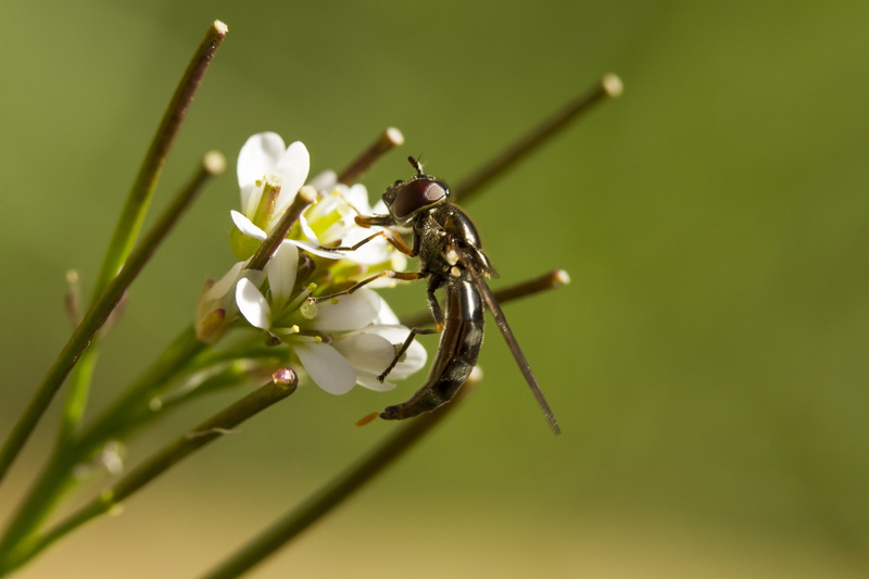 Canon 7D, Insect, closeup photography, Horsefly, Pooping, Larvae, animal, Hoverfly, Garden, Platycheirus scutatus, 5K, closeup, white flower, white, nature