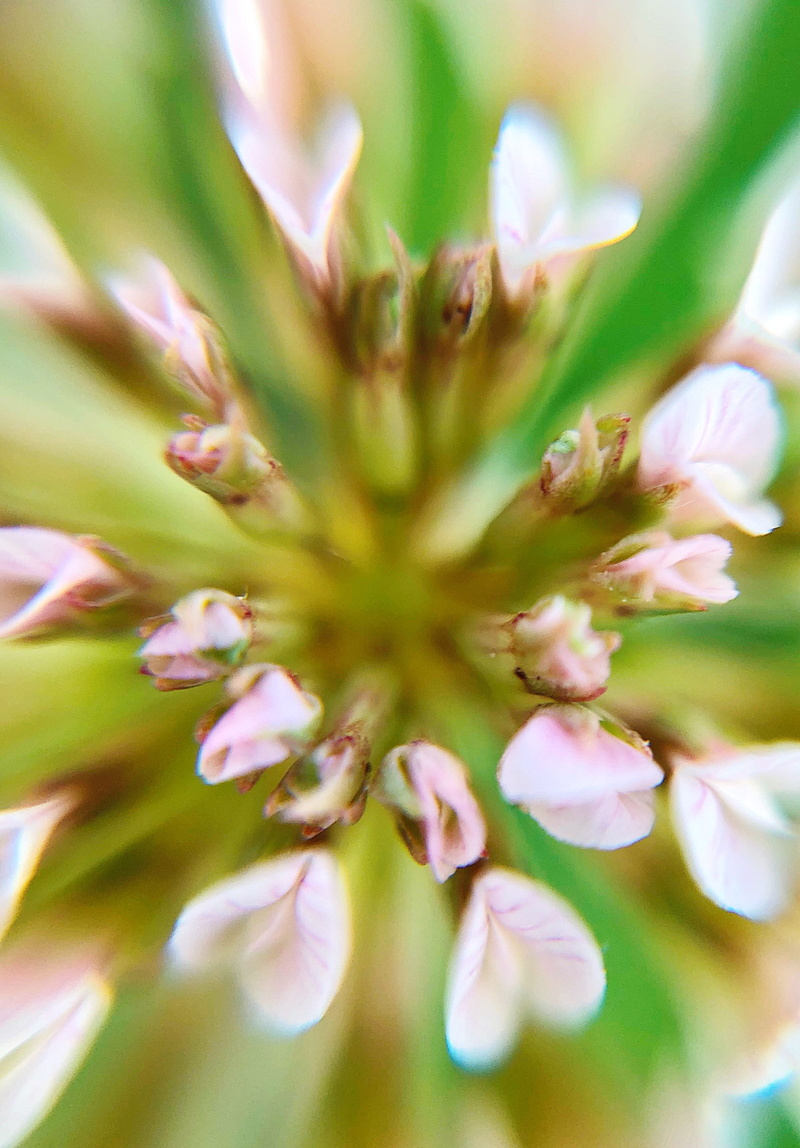 freshness, 2K, outdoors, growth, beauty in nature, selective focus, pollen, nature, flower, plant, inflorescence, springtime, vulnerability, fragility