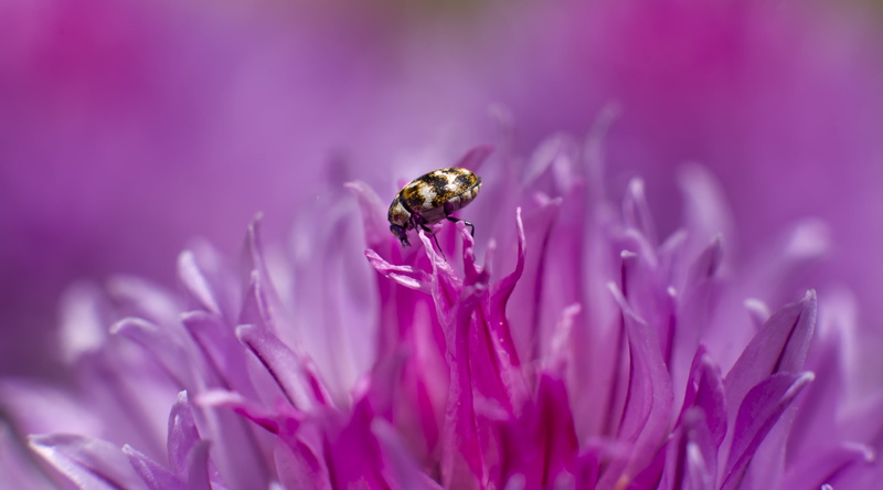 Aero, animal themes, one animal, 50mm, flowering plant, animal, petal, fushsia, Black, animal wildlife, pink color, fragility, tiny, pollen, Insect, no people