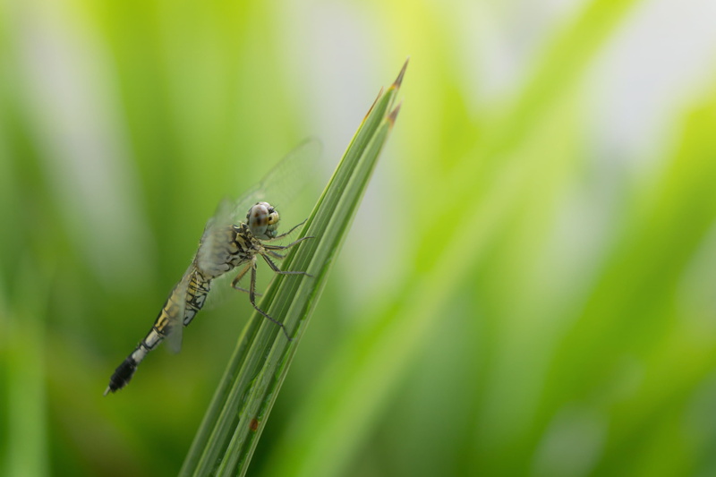 animal, wildlife, dragonfly, outdoor, sel50f18, Insect, animal Wing, Sony A6000, close-up, close up, dof, nature, macro, 2K, green, green Color, extension