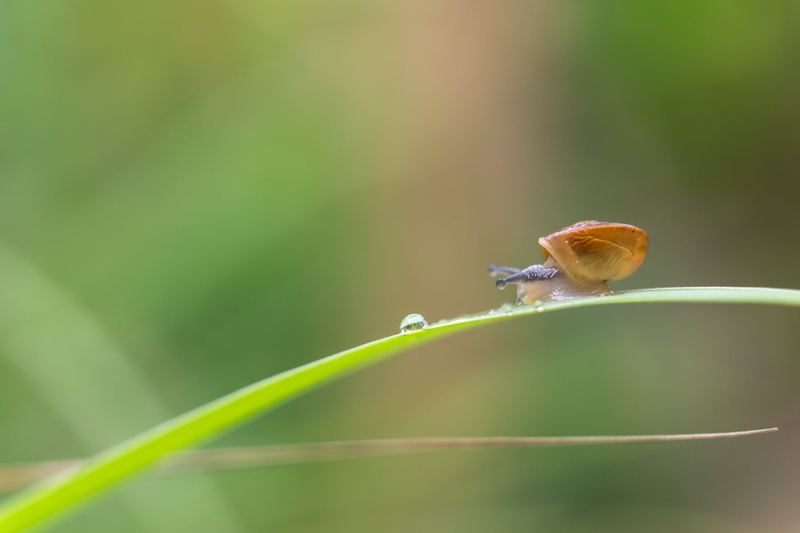 leaf, Extension Tube, animal, animal planet, photography, sony  A6000, close, grass, plant, snail, Water, 2K, droplet, Outdoor, nature, please, macro