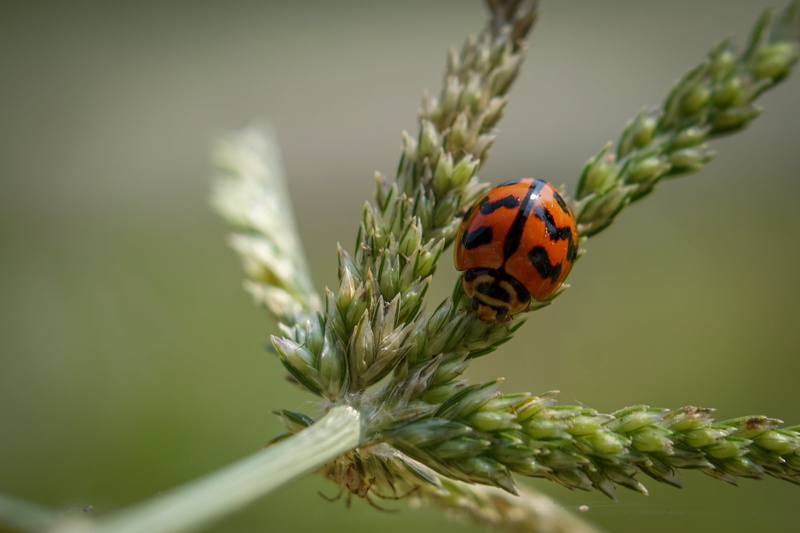 green Color, macro, photography, 2K, outdoor, close-up, green plant, Insect, plant, nature, animal, ladybug, close up photography, Ladybird, beetle, a6000