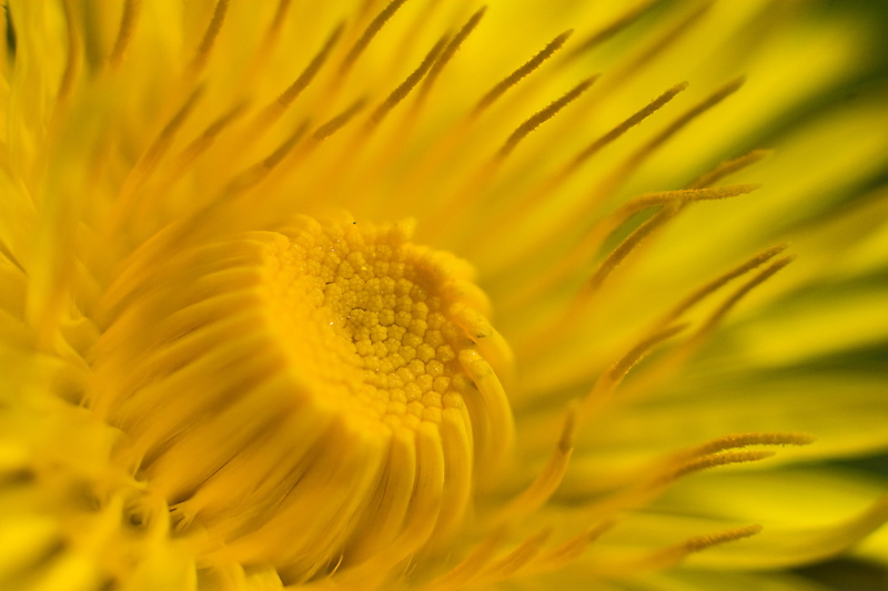f/4, shot, 2K, Canon EOS 30D, petal, macro, flower Head, close-up, extension tube, macro shot, sunflower, nature, single Flower, beauty In Nature, summer