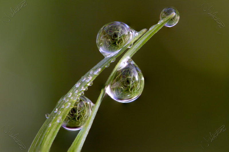 Macro, Valentine, green, 60mm, leaf, Extension, dewpoint, Grass  Green, Outdoors, green leaf, Manic, water, backgrounds, droplets, 4K, Canon 7D, Peterborough