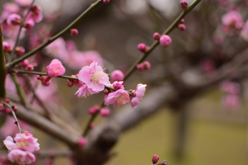 plum, pink color, cherry tree, nature, blossom, petal, growth, outdoors, selective focus, plant, springtime, flower, freshness, extension tubes, vulnerability