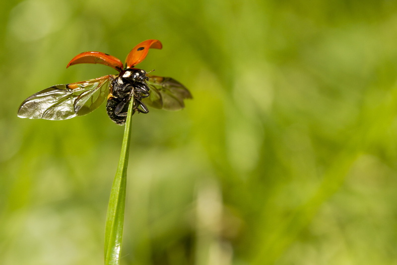 close-up, Outdoors, USM, photography, Manic, Wednesday, Gull-wing doors, Macro, insect, Wings, Ladybug, Garden, summer, plant, green, 60mm, Peterborough