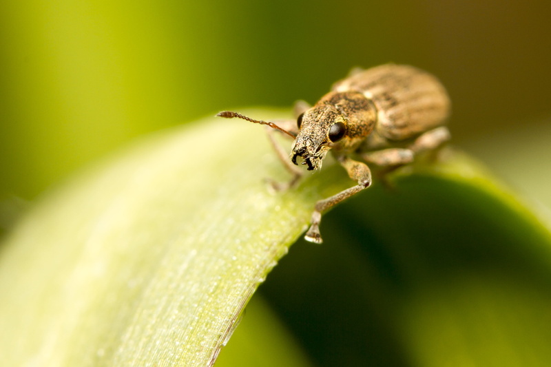 Macro, close-up, green leaf, animal, insect, Extension, Tubes, USM, 60mm, Pea, brown, Peterborough, DOF, leaf, green, Manic, Valentine, Sitona, Weevil
