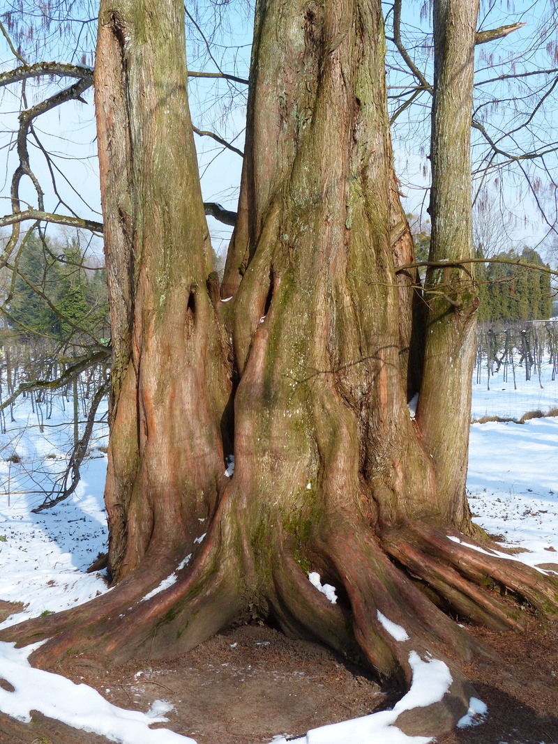 snow, tree, metasequoie, chinese giant sequoia, tree trunk, trunk diameter, Tribe, nature, metasequoia, water, fossil, 4K, cold temperature, metasequoia glyptostroboides