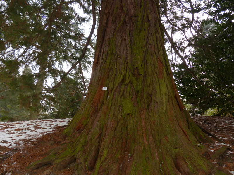 land, no people, tree, mountain redwood, sequoiadendron giganteum, tranquil scene, diameter, pine tree, day, tranquility, huge, tree trunk, Mountain, bark