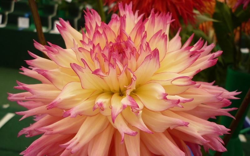 bush, shape, desktop, plant, cactus, close-up, diameter, 4K, hd, focus on foreground, vulnerability, pink color, no people, dahlia, flower, day, decorative