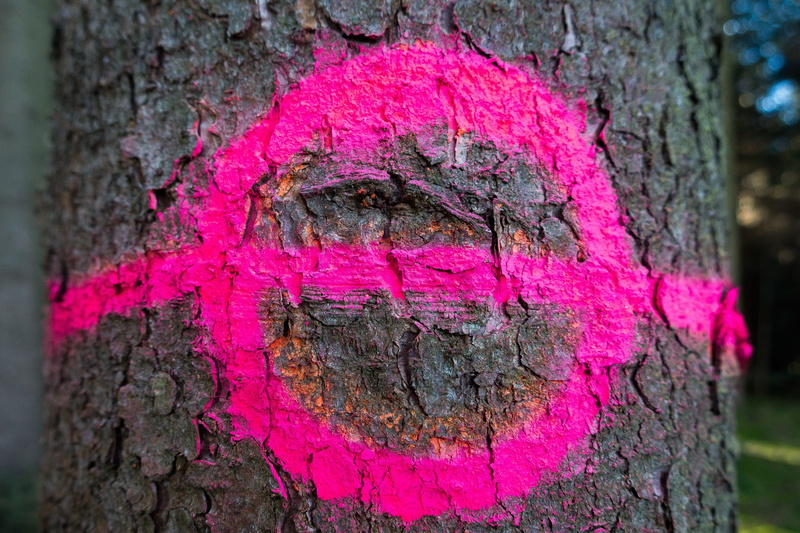 pink color, bark, full frame, tree trunk, old, architecture, close-up, focus on foreground, plant, signet, nature, rough, 5K, plant bark, district, outdoors