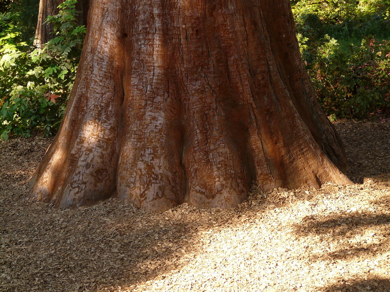 tree, beauty in nature, conifer, sunlight, trunk diameter, tribe, tree trunk, no people, day, nature, brown, large, bark, tranquility, outdoors, powerful