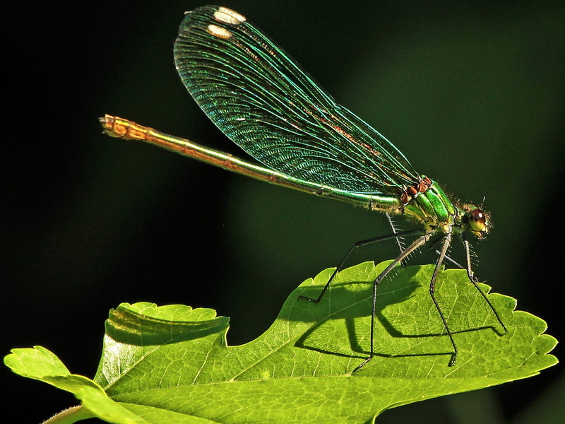 Dragonfly, Leaf, Green, 1080P, Insect