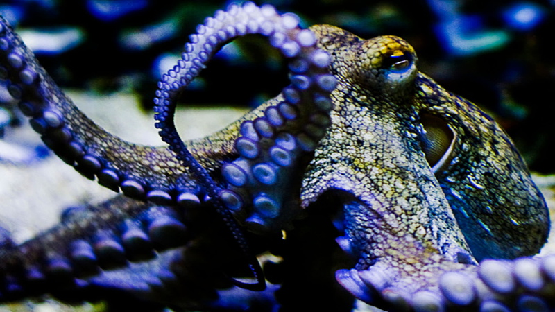 octopus, animals in the wild, nature, marine, selective focus, purple, no people, sea, awesome, animal head, animal body part, 1080P, focus on foreground