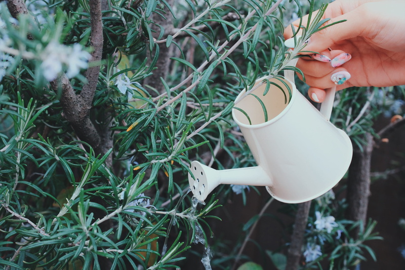 day, outdoors, plant, time, watering, growth, hand, person, real people, finger, tea - Hot Drink, gardening, green Color, 2K, cup, one person, body part