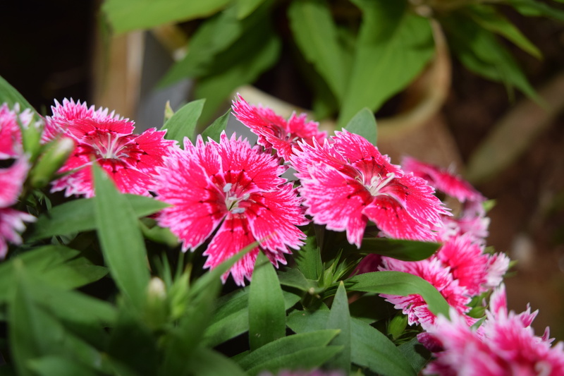 Spring Flowers, selective focus, leaf, flowers, spring, inflorescence, freshness, pink color, day, fragility, close-up, no people, bunch of flowers, xuan loc district