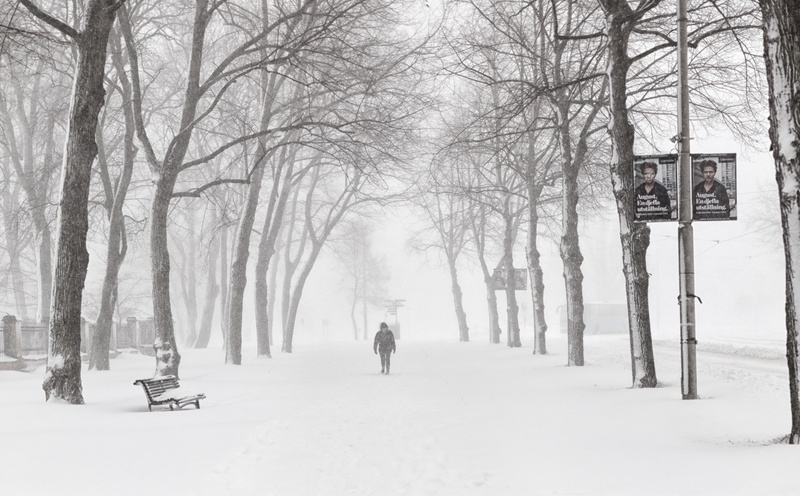 museet, Snow, extreme weather, outdoors, field, plant, tree, land, stockholmkommun, nature, lusthusporten, Blizzard, stockholms, Stockholm, Black and White