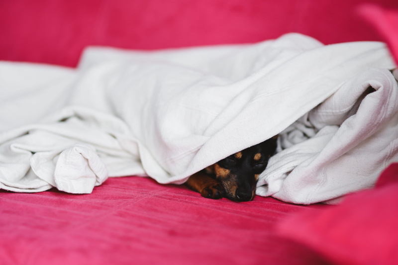 little dog, cute, bedroom, pet, blanket, animal, adorable, linen, furniture, bed, domestic animals, small dog, bedding, textile, domestic, canine, pets