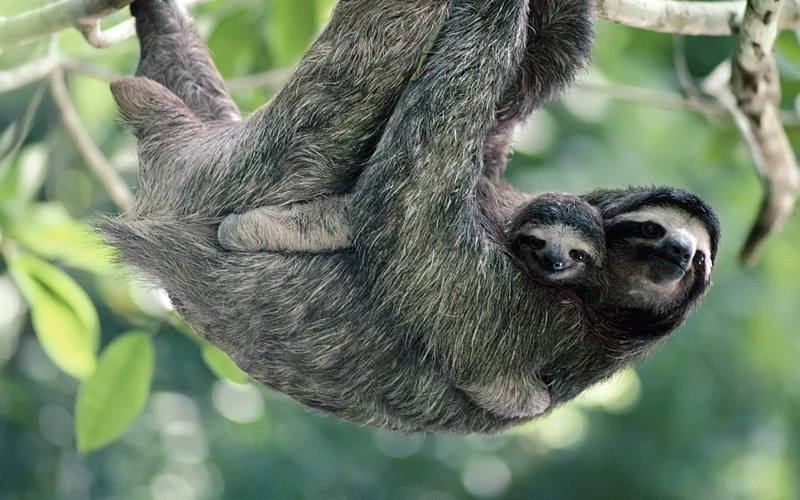 Cute, Animal, Sloth, 1080P, Baby Animal