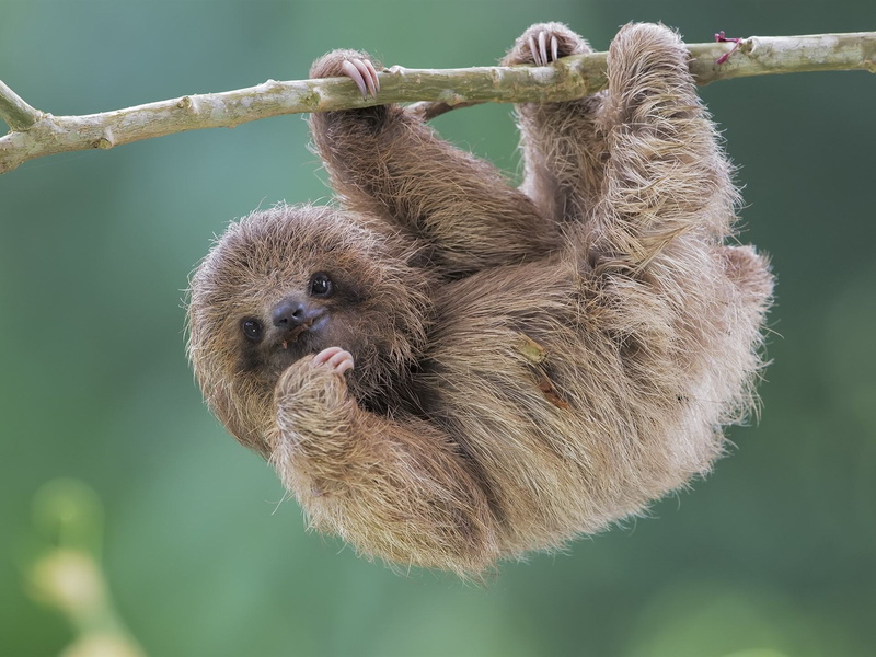 1080P, Cute, Animal, Sloth