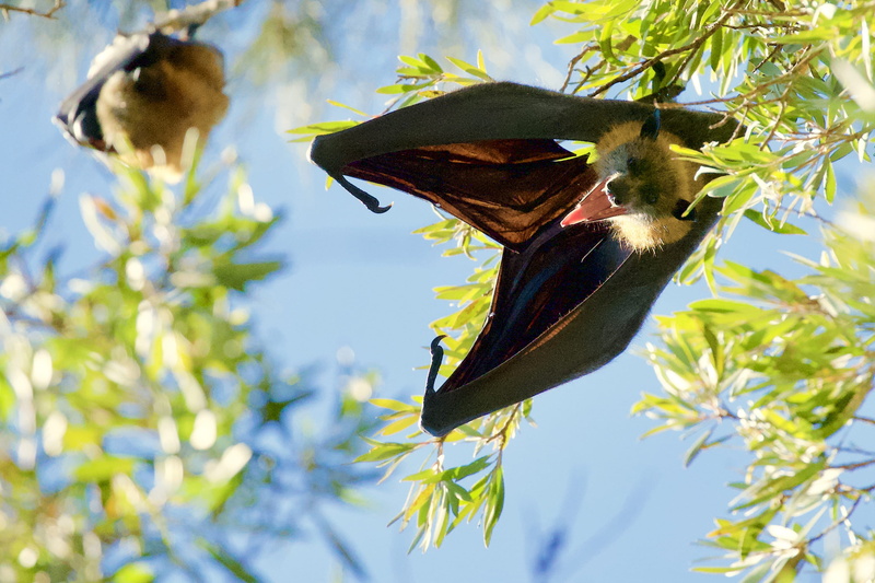 mammal, day, insect, 2K, tree, blossom, bat, focus on foreground, beauty in nature, butterfly, leaf, cricket insect, one animal, sydney, growth, low angle view
