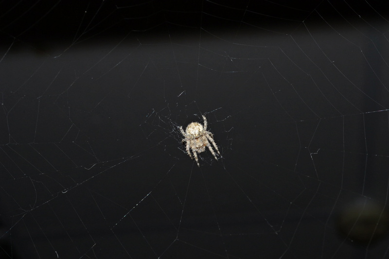 tarantula, arachnid, black widow, no people, garden spider, argiope, invertebrate, bat, cricket insect, mammal, black background, animal body part, white