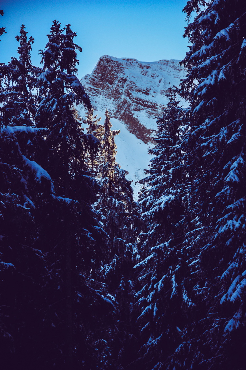 formation, nature, front, 4K, snowcapped mountain, tranquil scene, eagle, mountain, pine, mountain peak, day, outdoors, cold temperature, sky, spruce