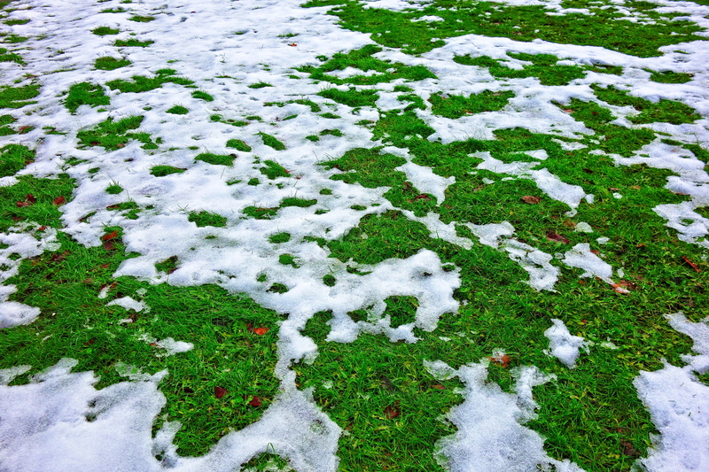 plant, outdoors, field, day, 4K, snow on grass, frozen, nature, grass, full frame, land, no people, growth, white color, melting snow, beauty in nature