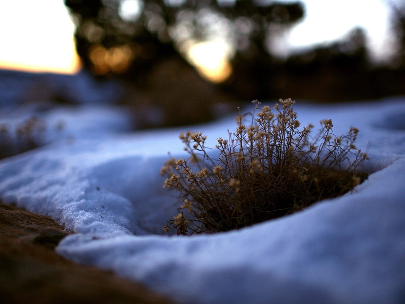 focus on foreground, cold - Temperature, selective focus, melt, growth, no People, white, close-up, scenics - nature, tranquility, tree, backgrounds, grass