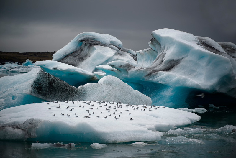 1080P, ice, snow, melting, Birds