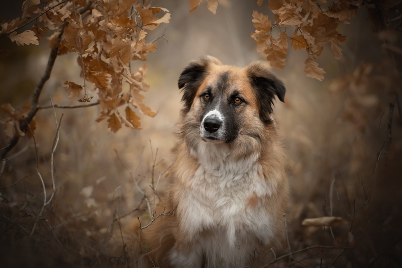 Unto, face, leaves, dog, The Atlas mountain dog, autumn, bokeh, portrait, look, 1080P, branches